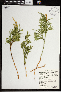 Dendrolycopodium hickeyi image