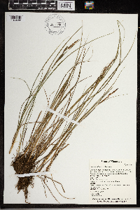 Carex lenticularis image
