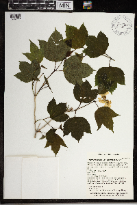 Viburnum opulus var. americanum image