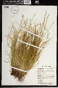 Carex brunnescens subsp. brunnescens image