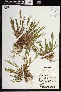 Dichanthelium lanuginosum image