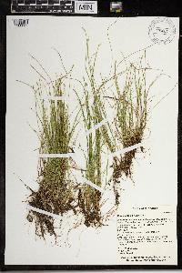 Carex leptalea image