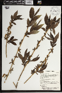 Salix lucida image