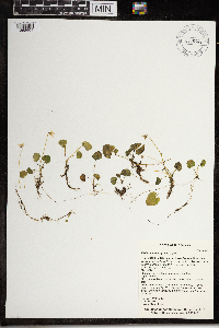 Viola minuscula image