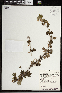 Ribes hirtellum image