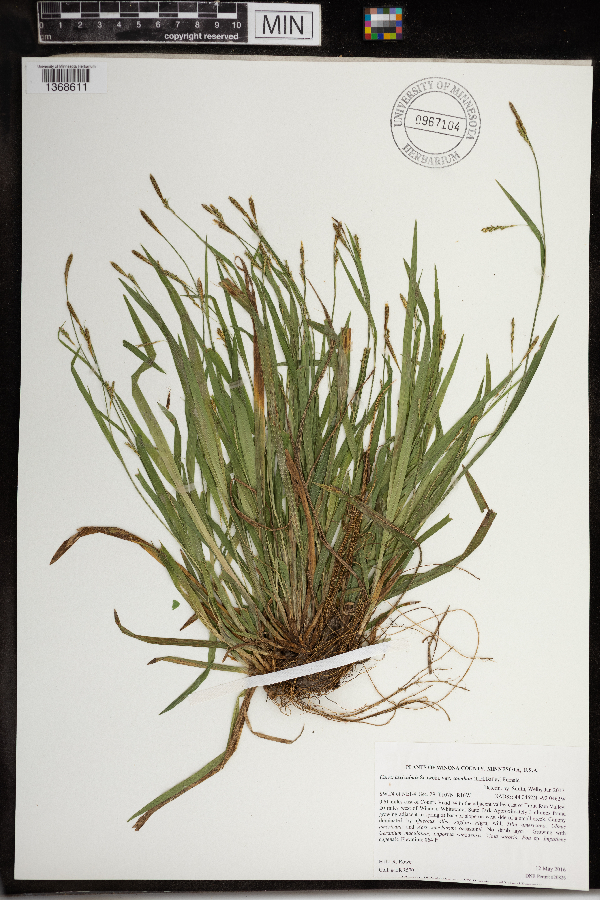 Carex laxiculmis image