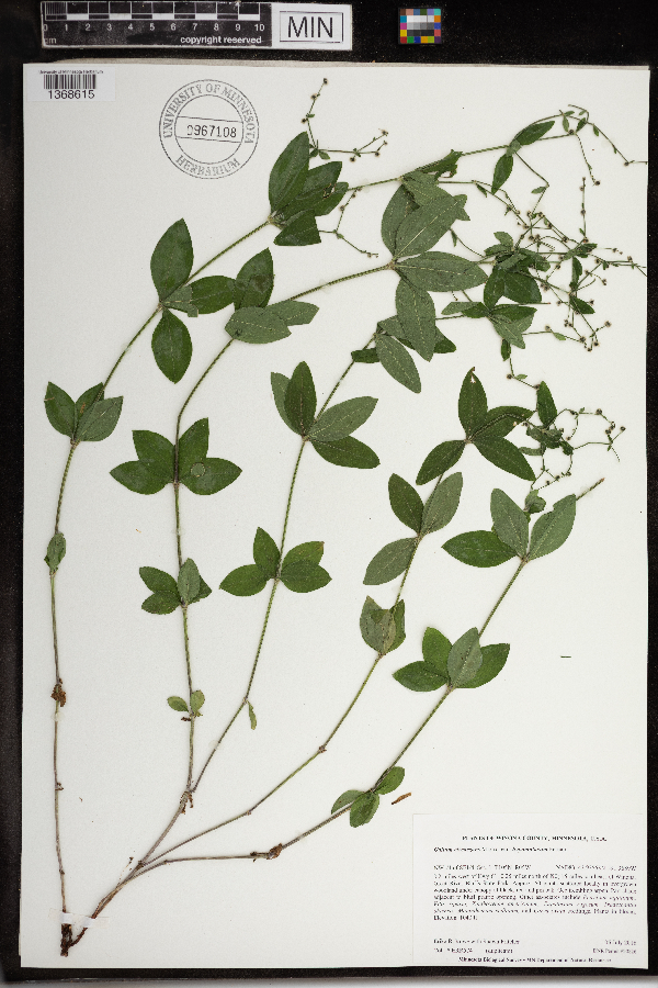Galium circaezans var. hypomalacum image