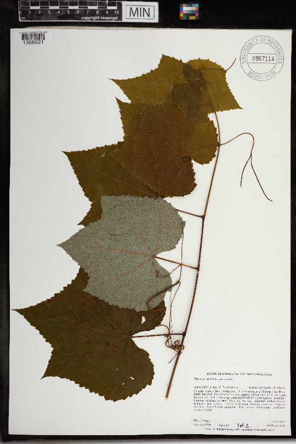 Vitis aestivalis var. bicolor image