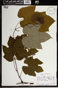 Vitis aestivalis var. bicolor image