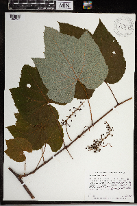 Vitis aestivalis var. bicolor image