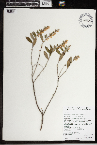 Chamaedaphne calyculata image
