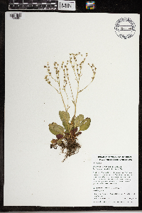 Micranthes virginiensis image