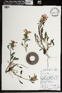 Pedicularis canadensis image