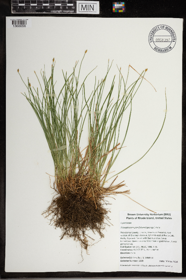 Trichophorum planifolium image