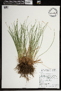 Image of Trichophorum planifolium