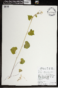 Alliaria petiolata image