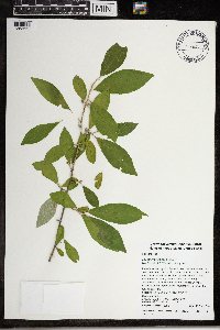 Image Associated With the Occurrence