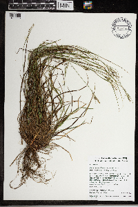 Carex virescens image