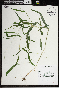 Leersia virginica image