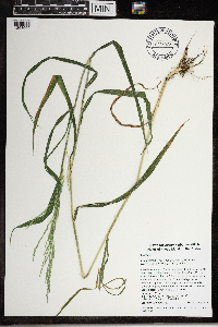 Cinna arundinacea image