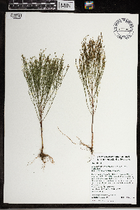 Hypericum gentianoides image