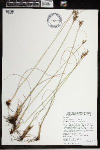 Juncus greenei image