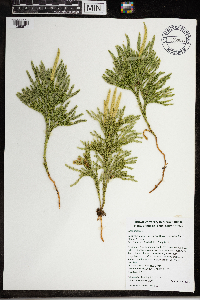 Dendrolycopodium hickeyi image