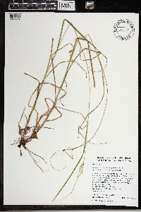 Carex virescens image