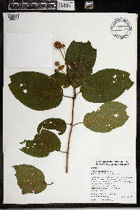 Cephalanthus occidentalis image