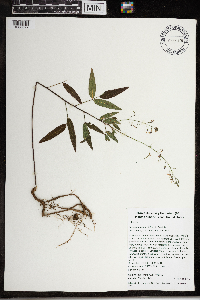 Desmodium paniculatum image