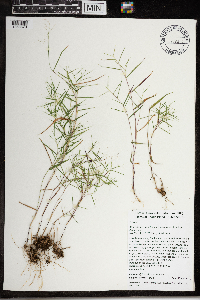 Dichanthelium dichotomum image