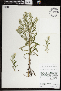 Pseudognaphalium obtusifolium image