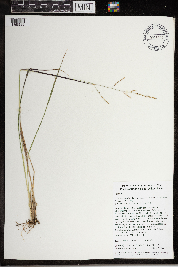Panicum rigidulum subsp. pubescens image