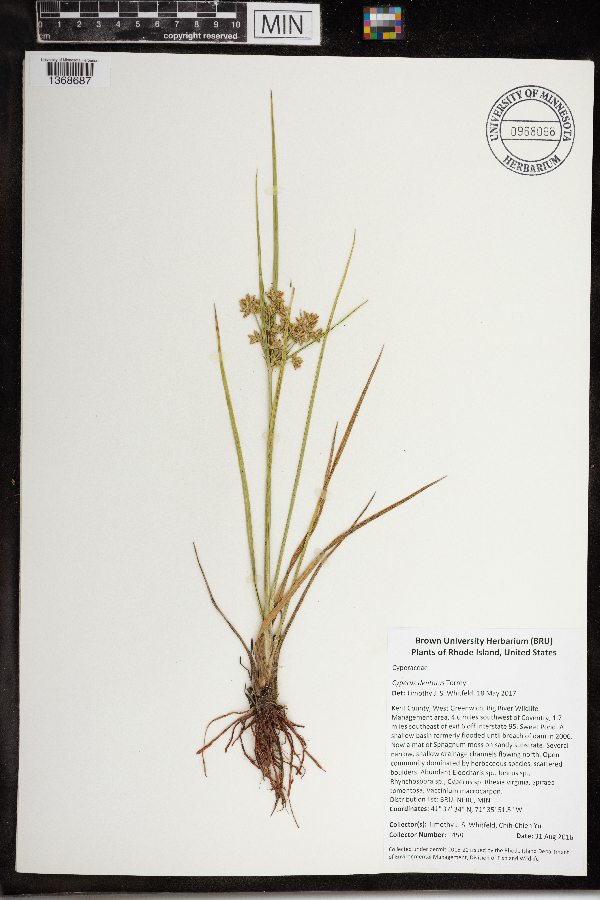 Cyperus dentatus image