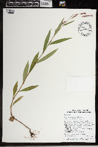 Persicaria longiseta image