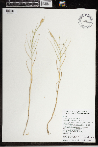Distichlis spicata image