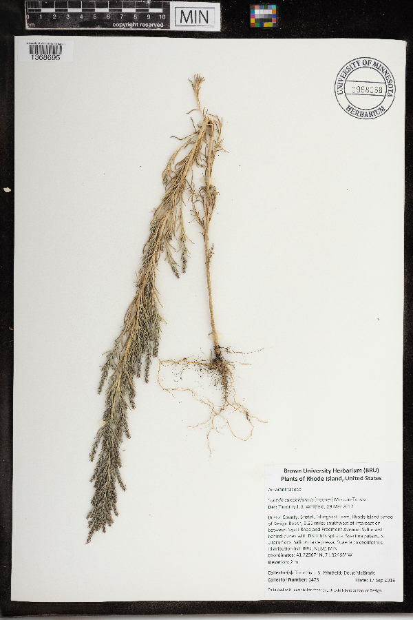 Suaeda calceoliformis image