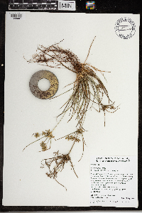 Cyperus grayi image