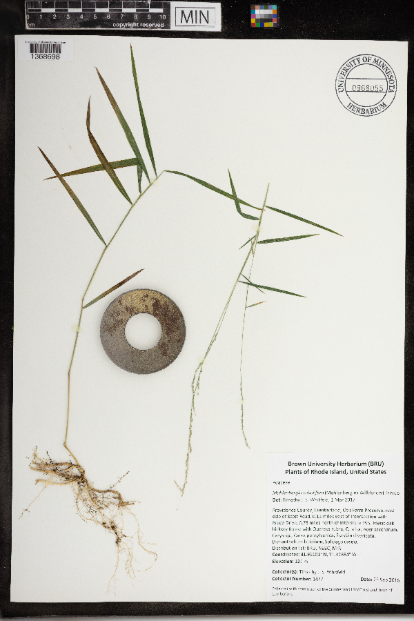 Muhlenbergia sobolifera image