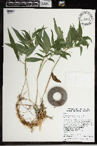 Dichanthelium latifolium image