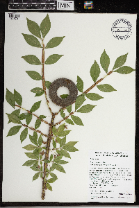 Euonymus alatus image