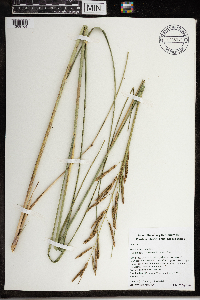 Spartina pectinata image