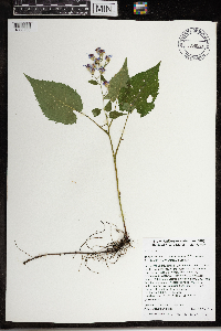 Symphyotrichum cordifolium image
