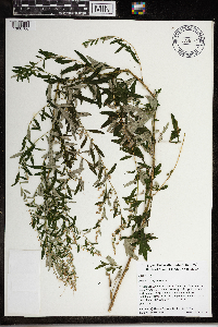 Artemisia vulgaris image
