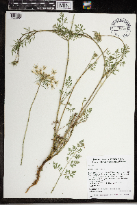Daucus carota image