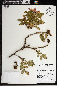 Rosa rugosa image