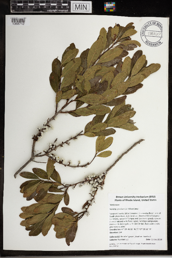 Morella caroliniensis image