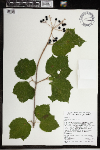 Viburnum acerifolium image