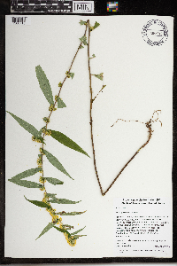 Solidago caesia image