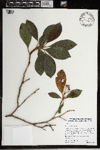 Kalmia latifolia image